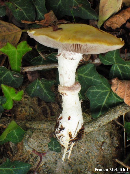 Stropharia coronilla